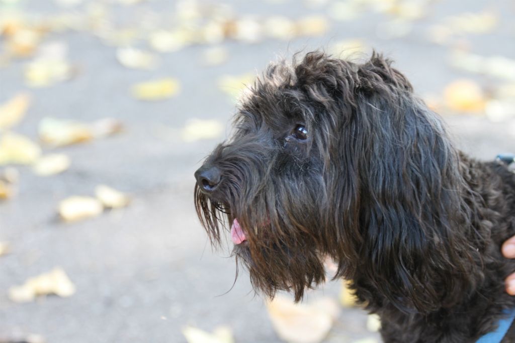 Teddy
